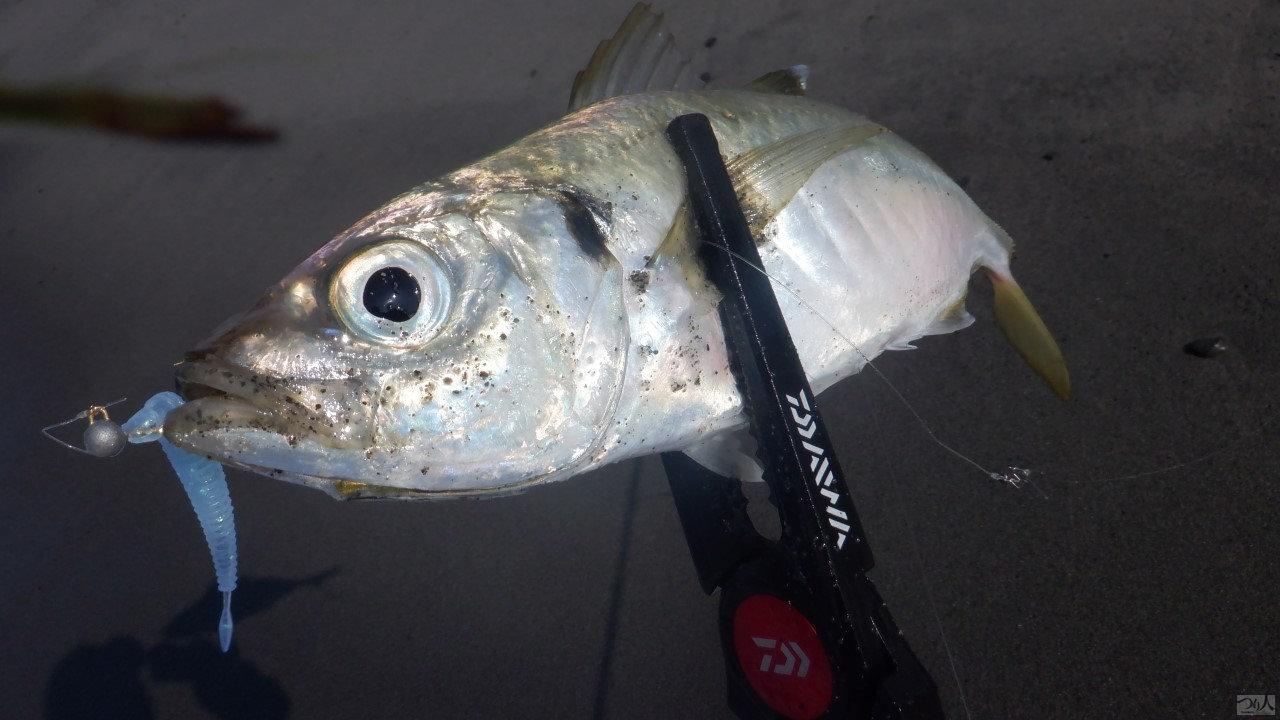 シーバスルアーの揃え方】大野ゆうきが考える“釣れないルアーボックス